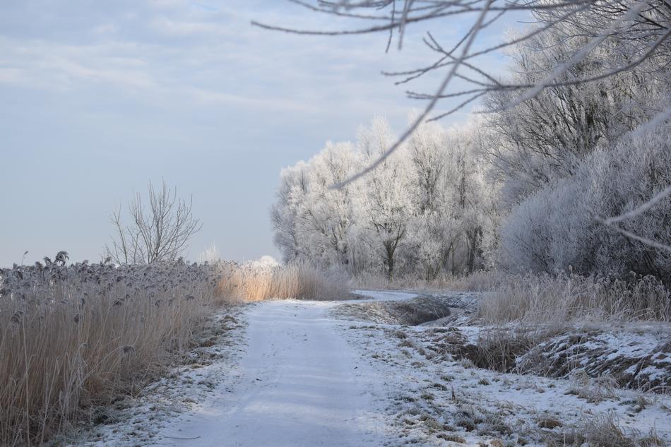 Winter Snow Frost