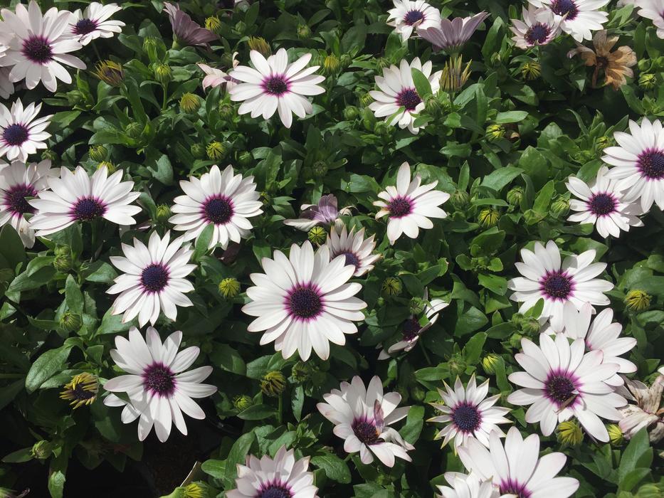 Purple Flowers nature macro blur