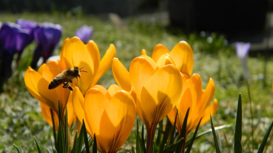 Crocus Yellow Flower