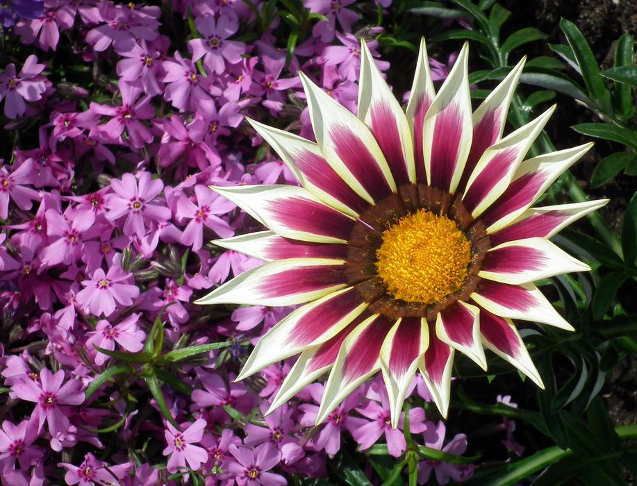 Flower Nature Plant