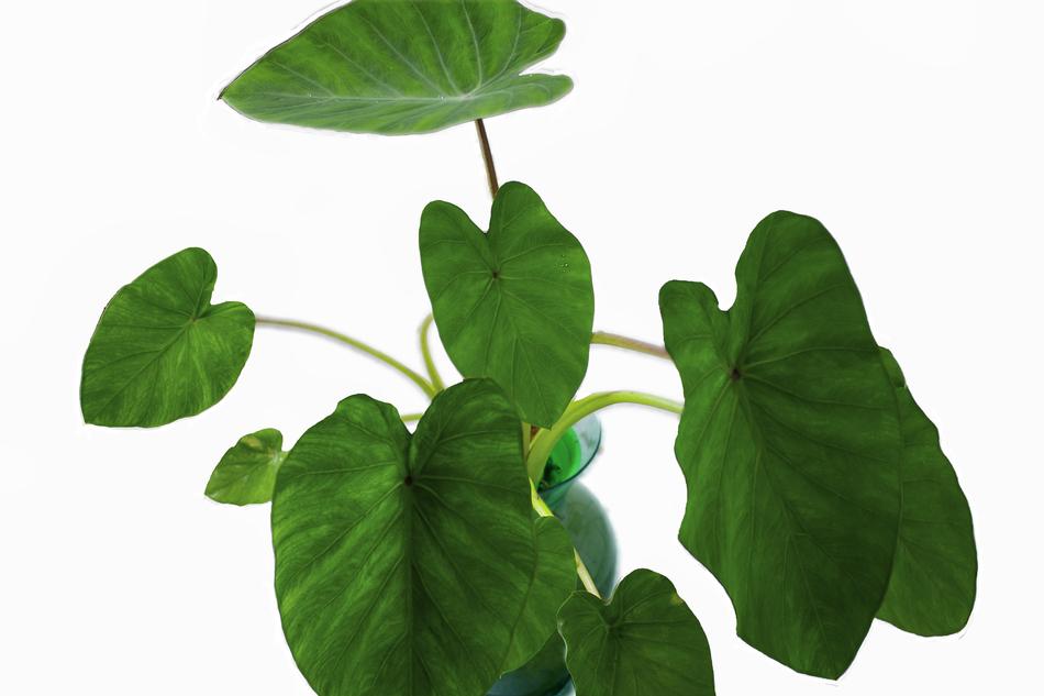 Elephant Ears Plant Leaf