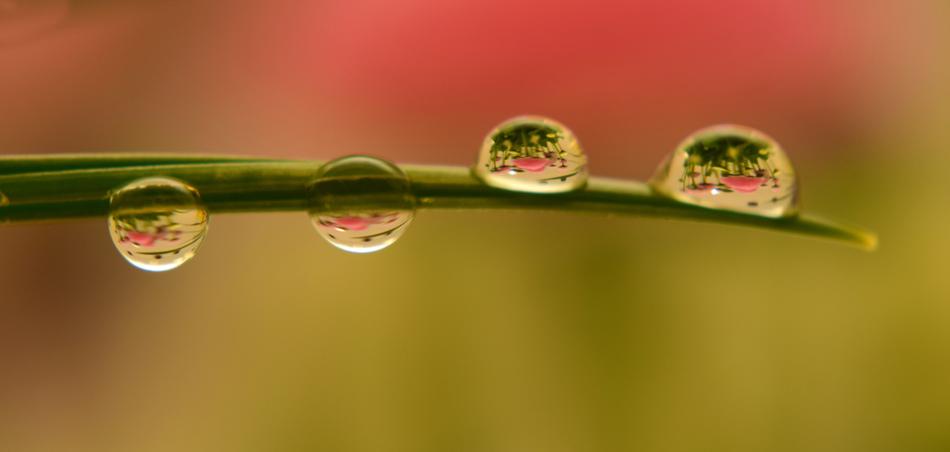 Rain Pearl Leaf