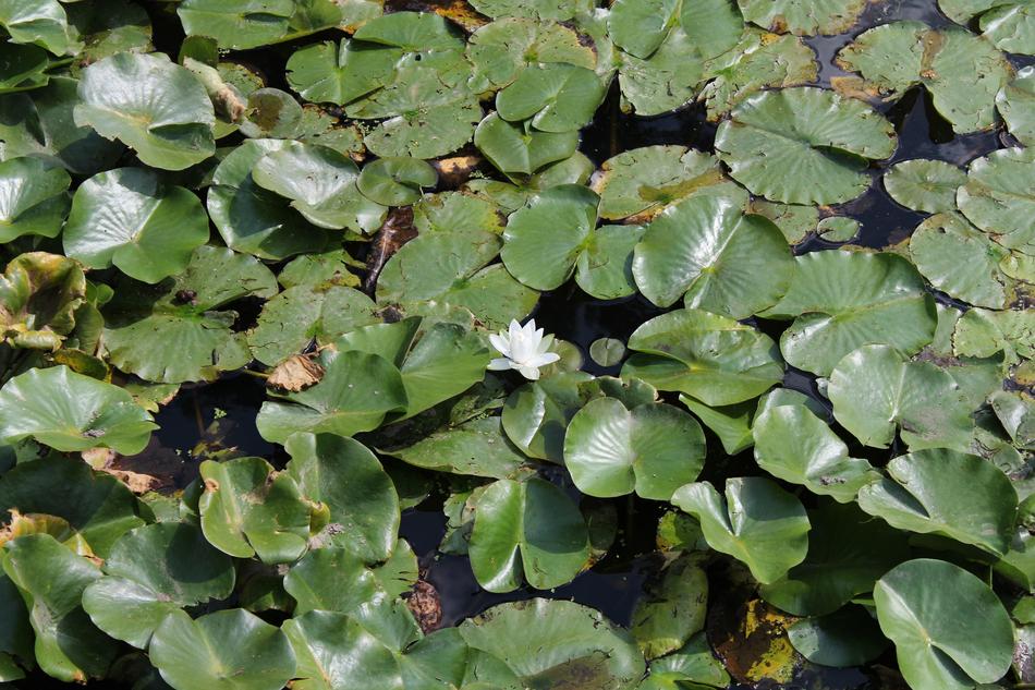 Lilly Pad Flower
