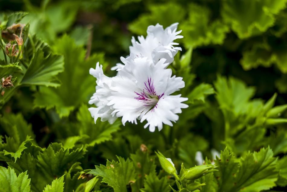 White Flower Plant Nature