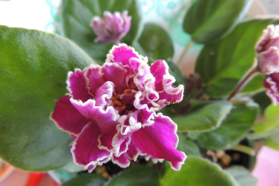 Violet Flower