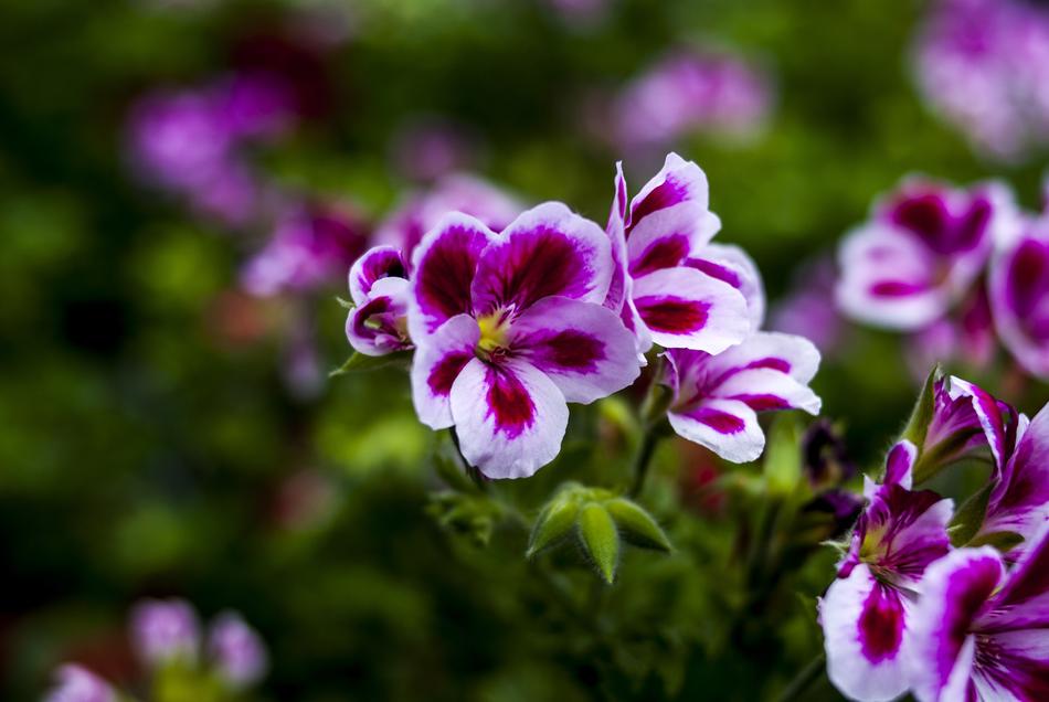 little purple flowers on a green bush.