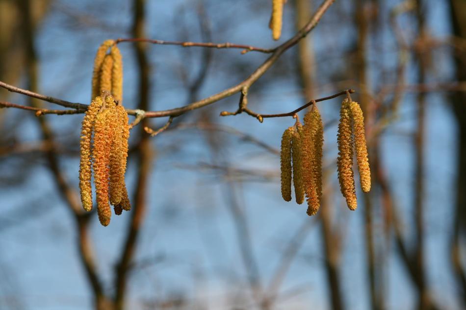 Tree Nature Plant