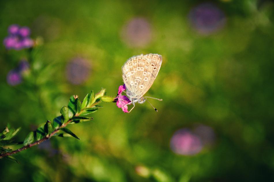 Nature Flower Butterfly