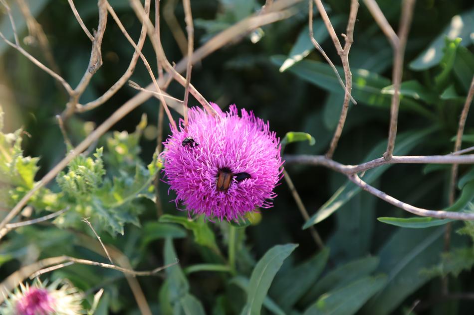 Spring Flowers Flower