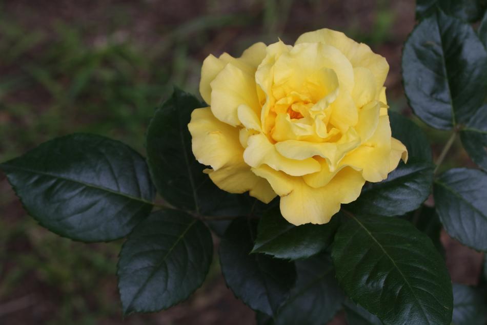 beautiful yellow flowers are gorgeous.