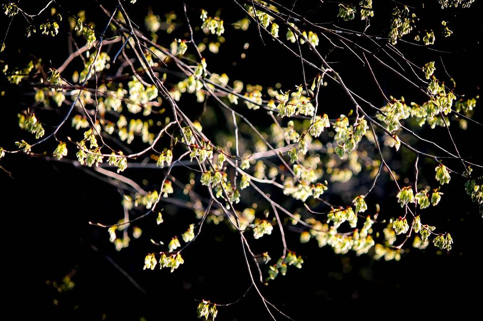 Nature Tree Branch