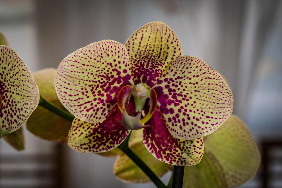 Orchid Phalaenopsis Flower
