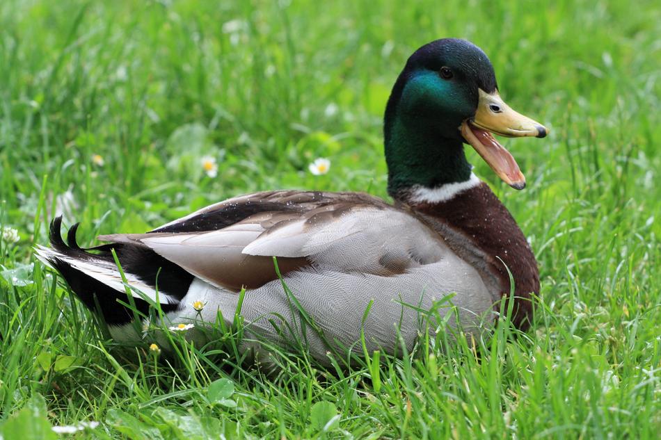 Animals Nature Duck Water