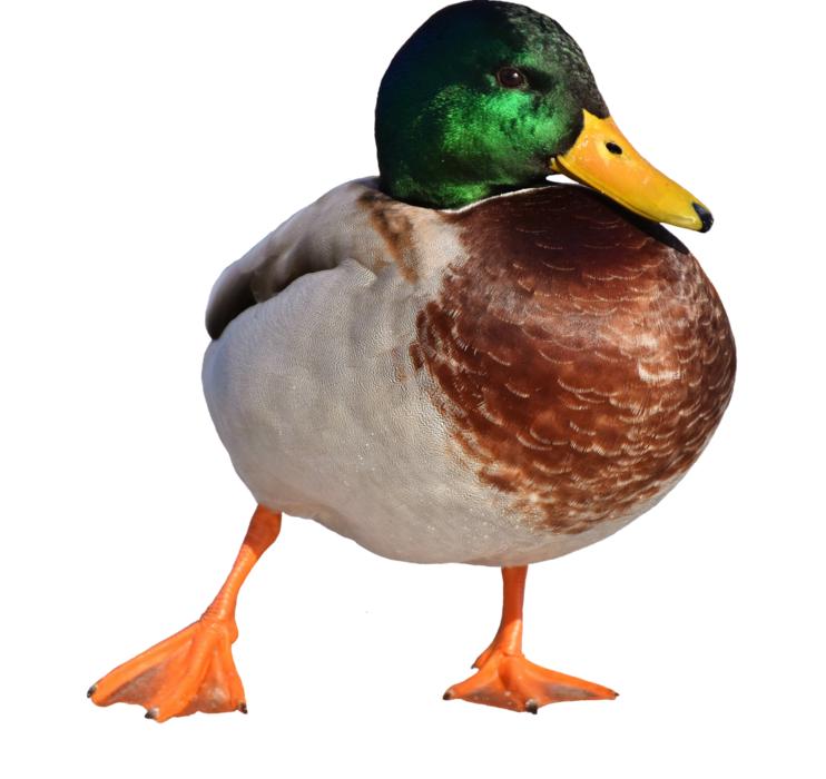 Mallard Males Snow