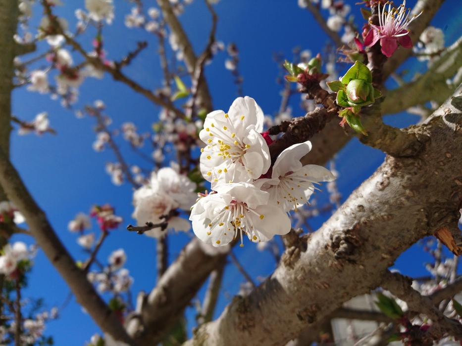 Tree Branch Flower