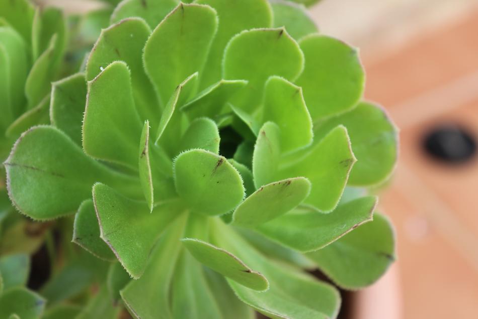 Plant Leaf Nature