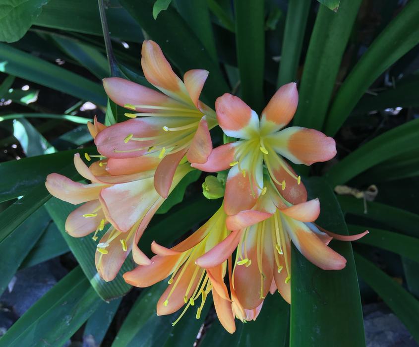 Orange Flower Petals