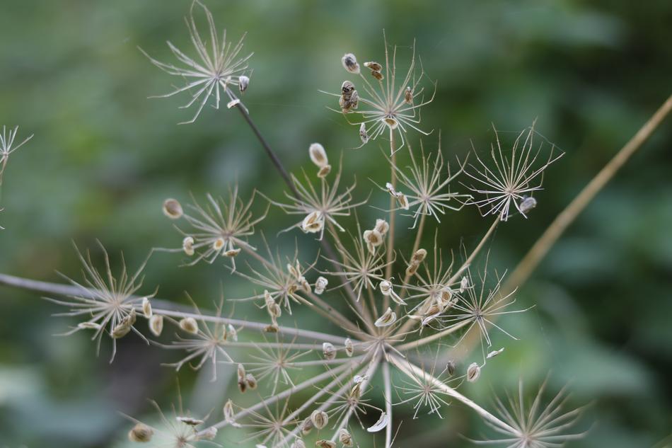 Nature Flora Summer
