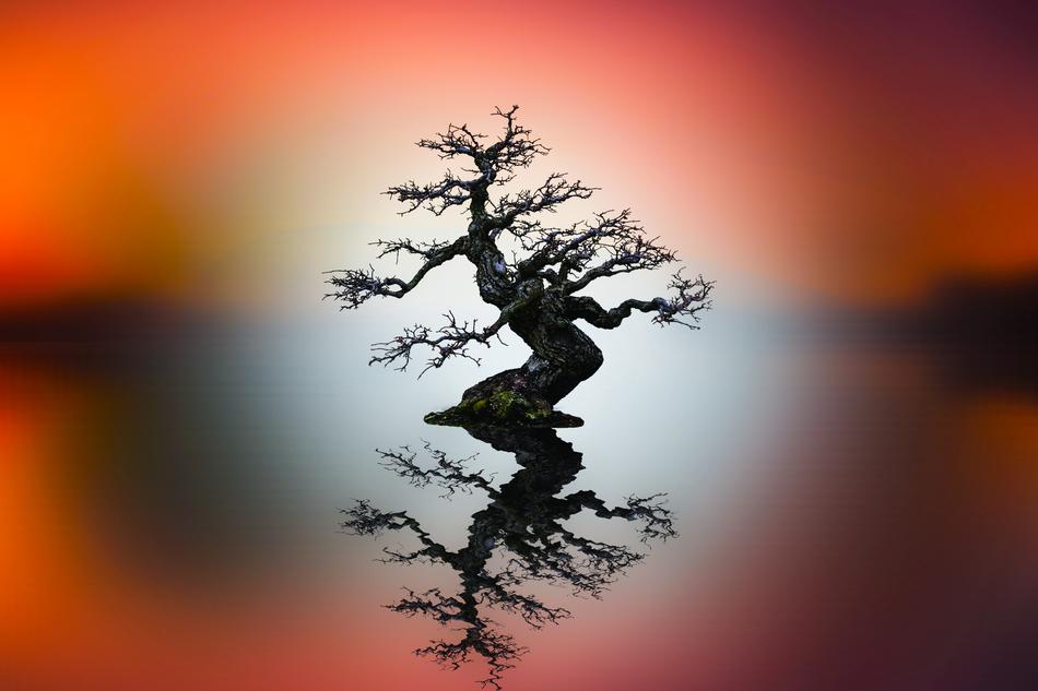 Sunset Tree Sun