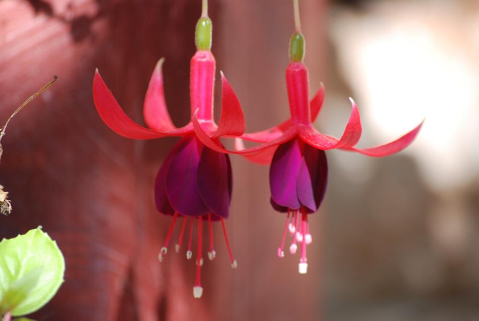 Bells Flower