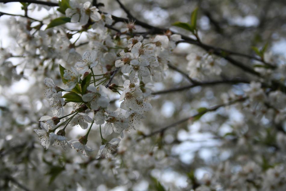 Spring Flowers Tree
