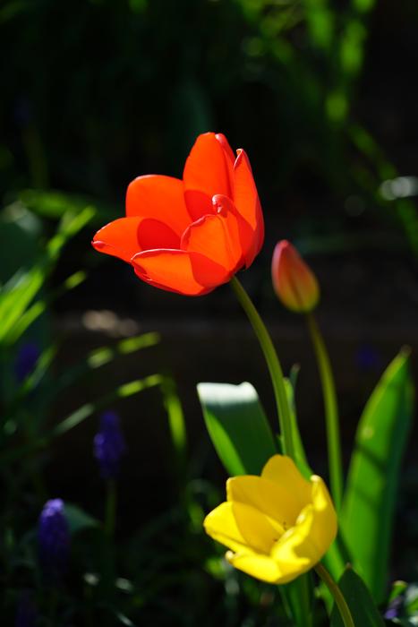 tulip lonely in the dark