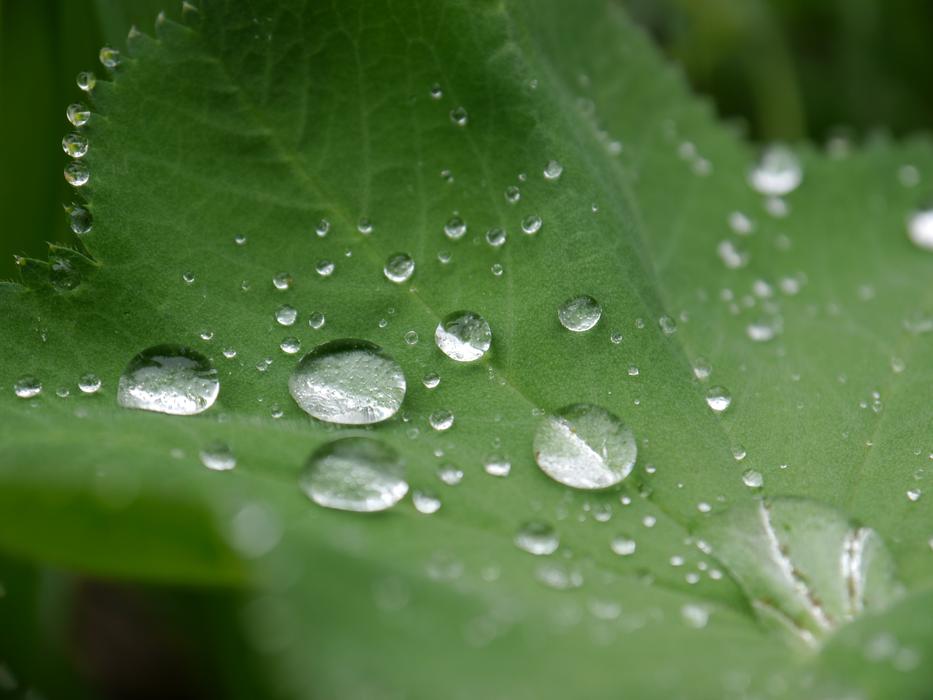 Frauenmantel Drip Drop Of Water