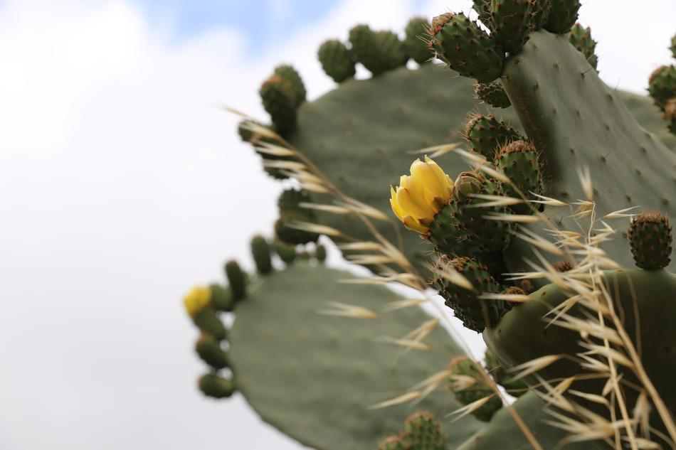 Cactus Flower Desert