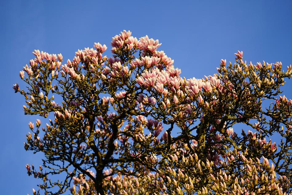 Tulip Magnolia