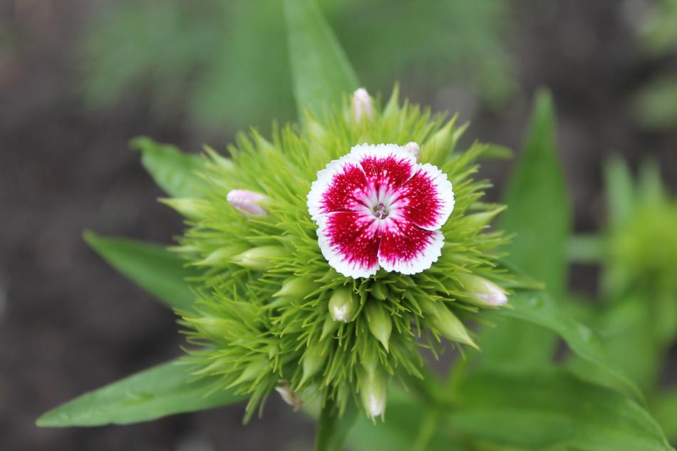 Macro Photography Plant Closeup