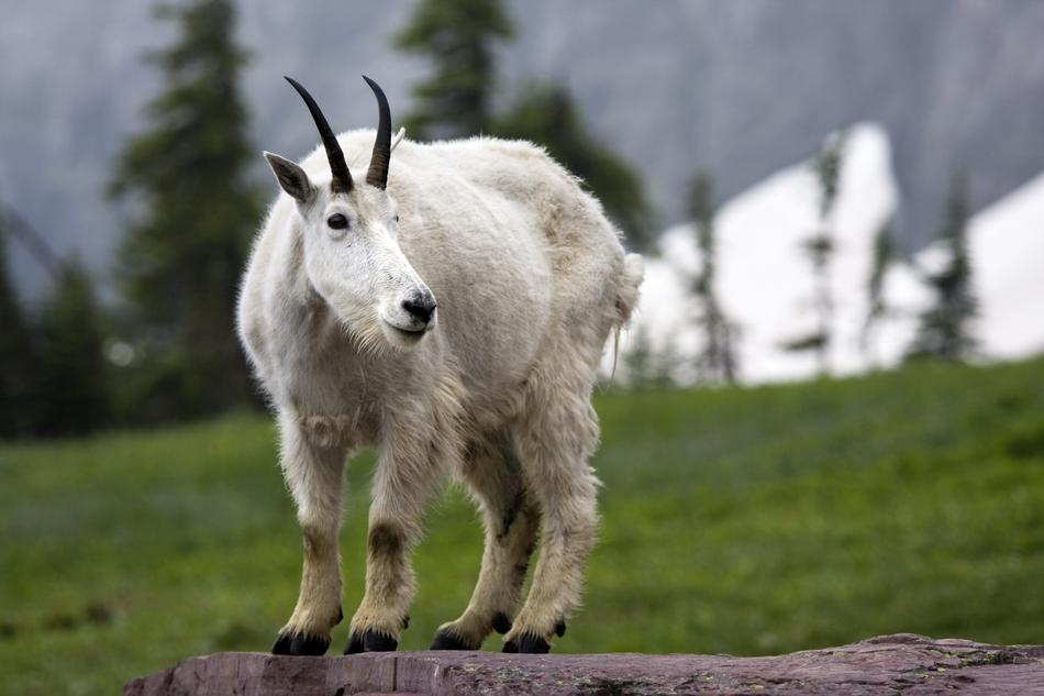 Nature Mammal Animal