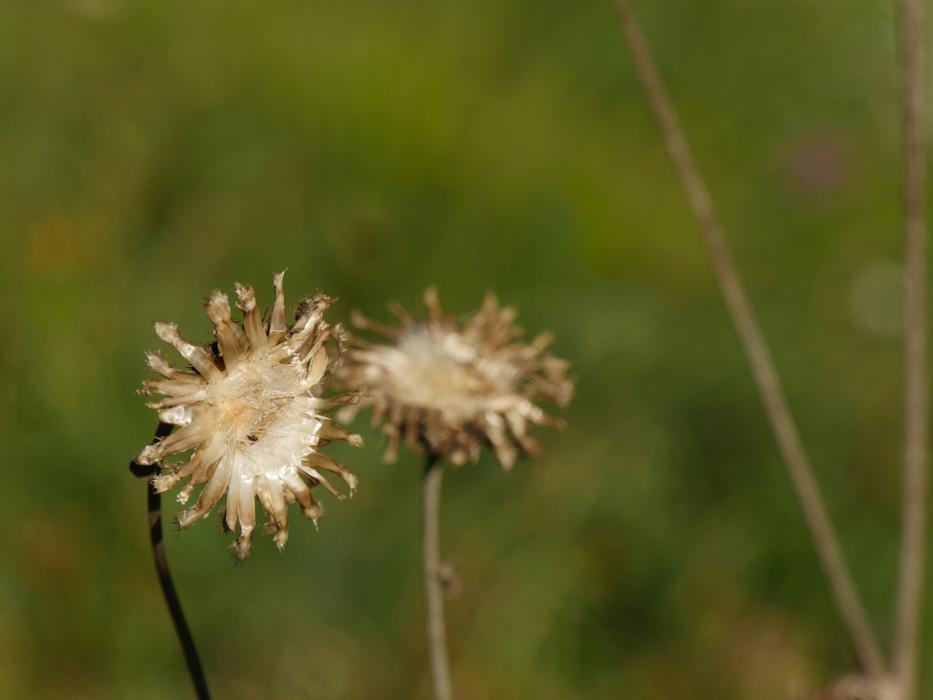 thorny flowers in a field of green