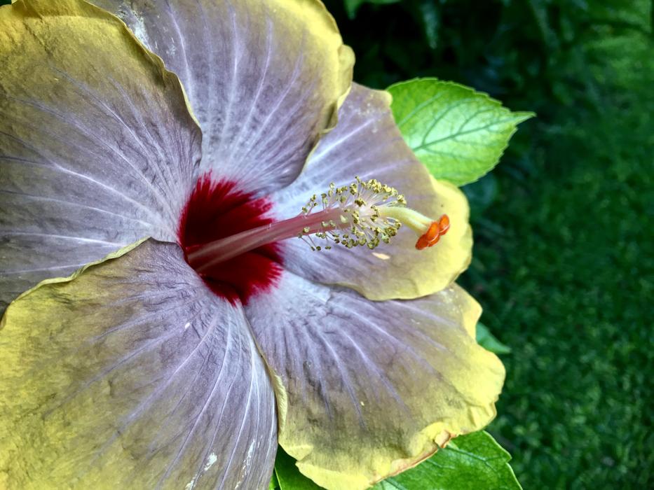 Hibiscus Yellow Purple