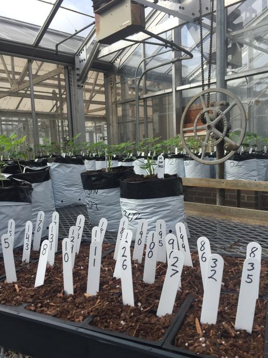 Greenhouse Garden Growing