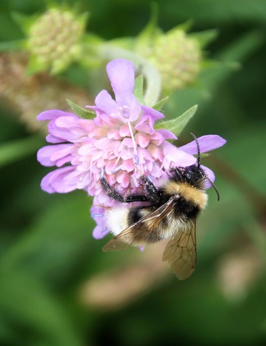 Bee Flower Blossom