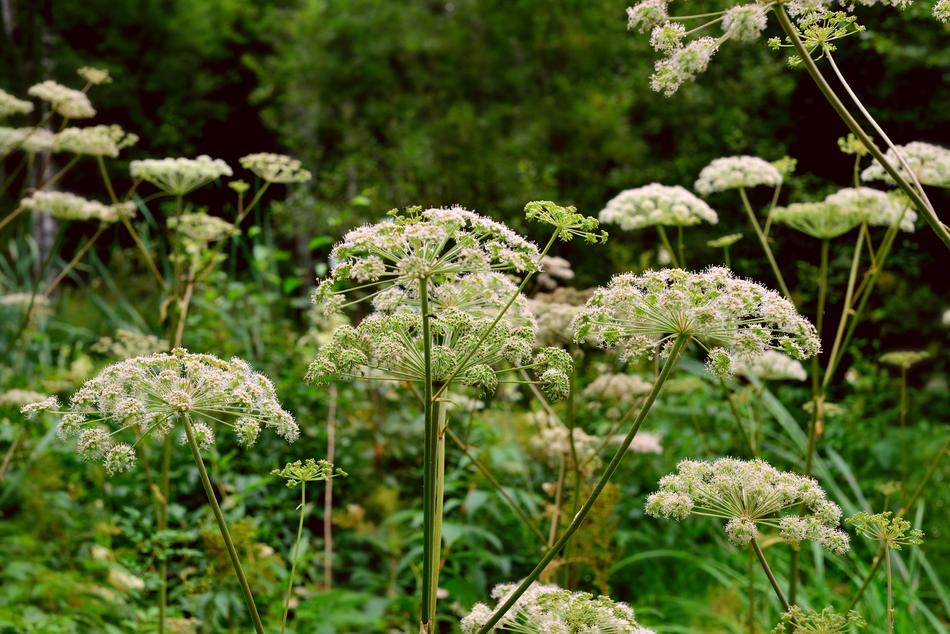 Plant Nature Flower