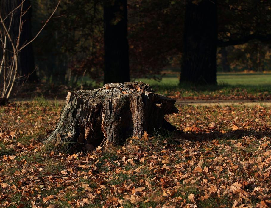 Tree Stump Evening Sun Nature