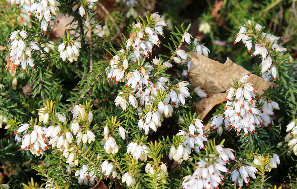 Heather Erica Ornamental Shrub