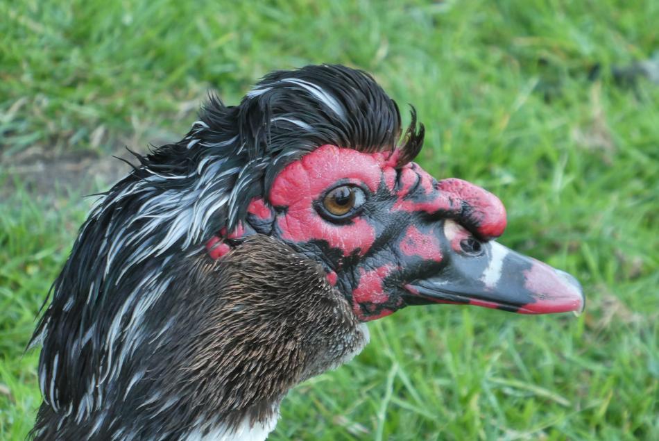 Muscovy Duck Black Ducks Water