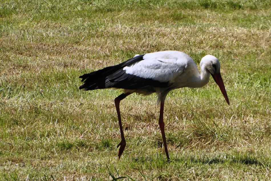 Stork Pasture Spring