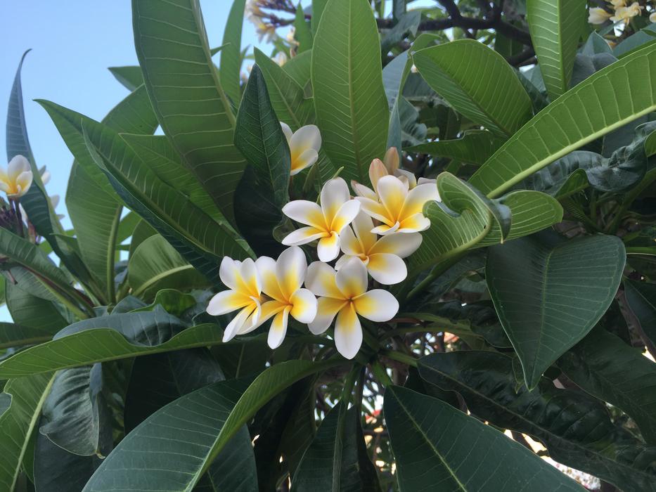 Tropical Flora Nature