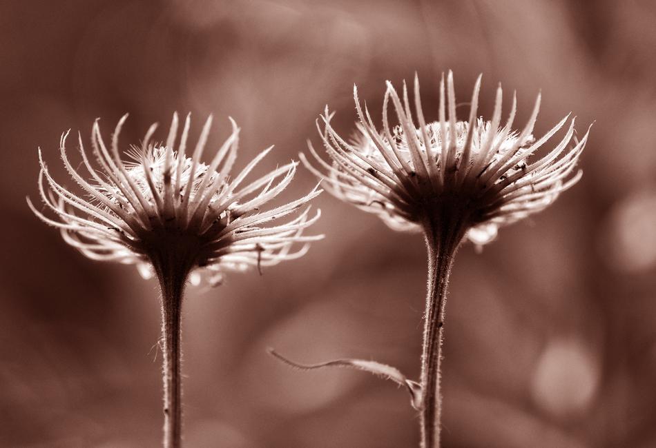 Flower Plant Petal