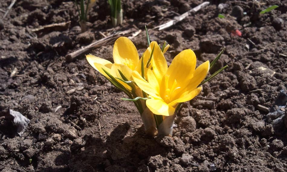 Nature Plant Shoots