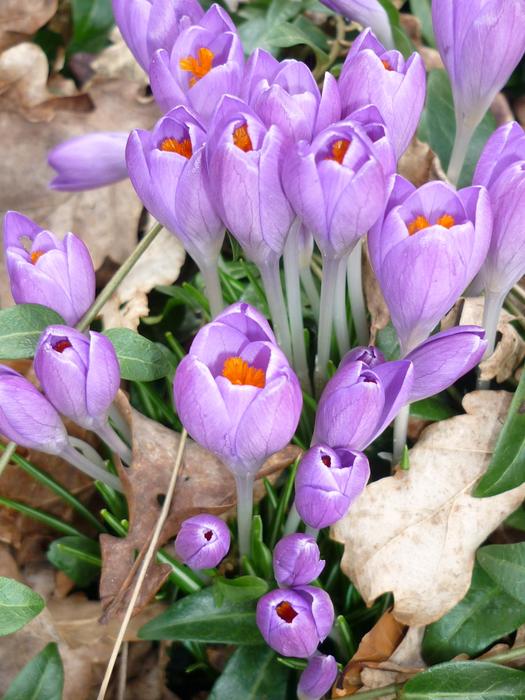 Flower Nature Plant