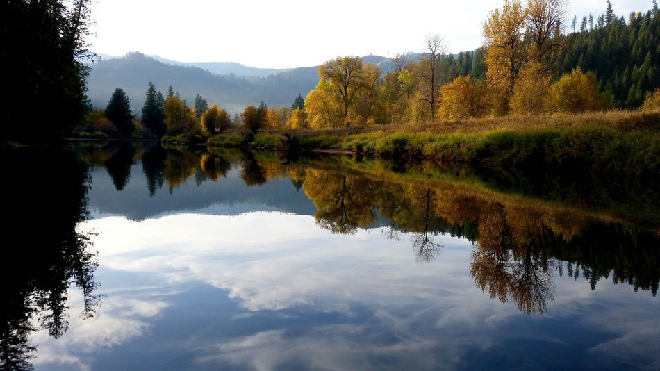 autumn forest by the river