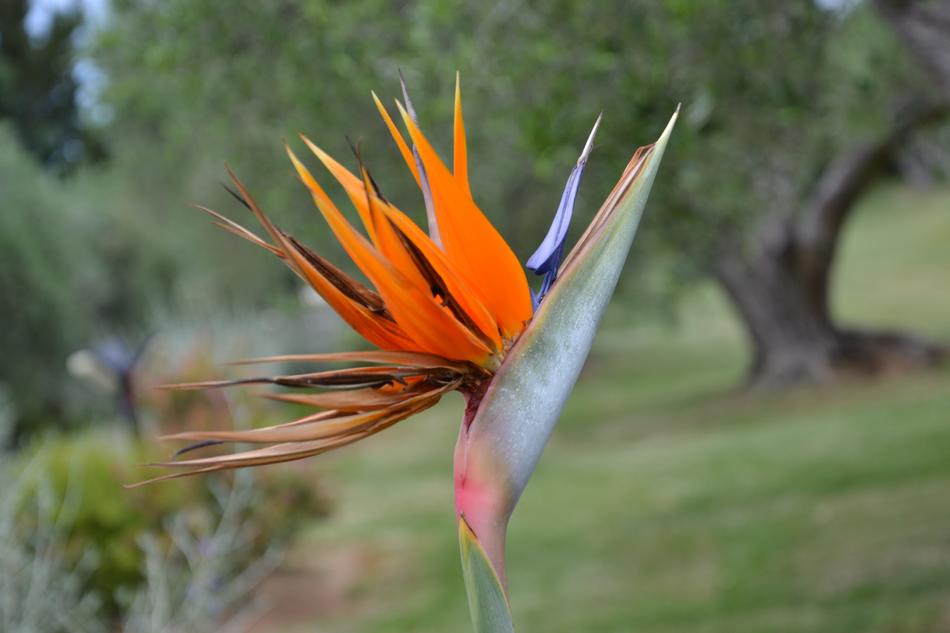 Nature Outdoors Plant
