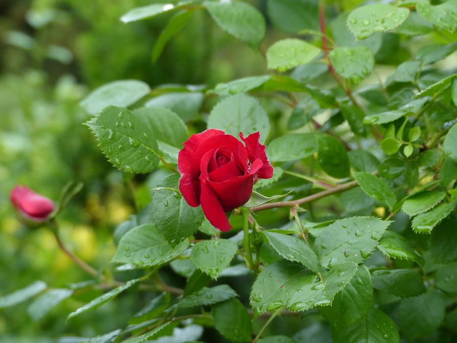 Rose Blossom Bloom