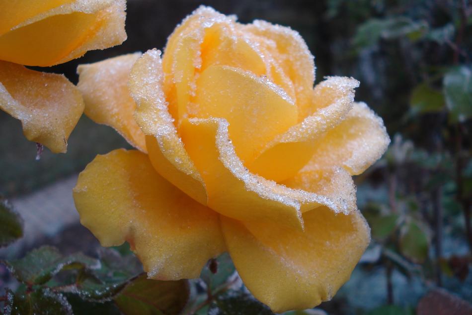 Nature Flower Leaf