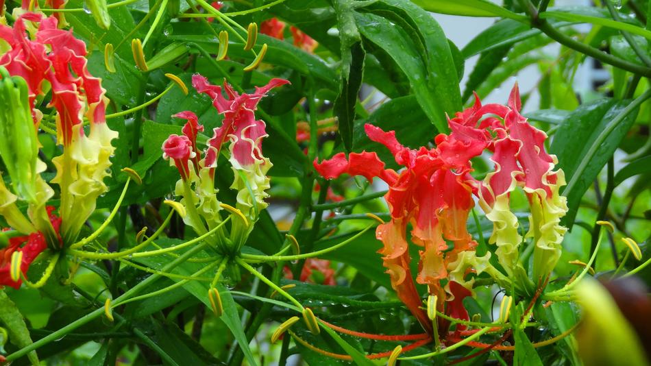 Nature Flower Plant