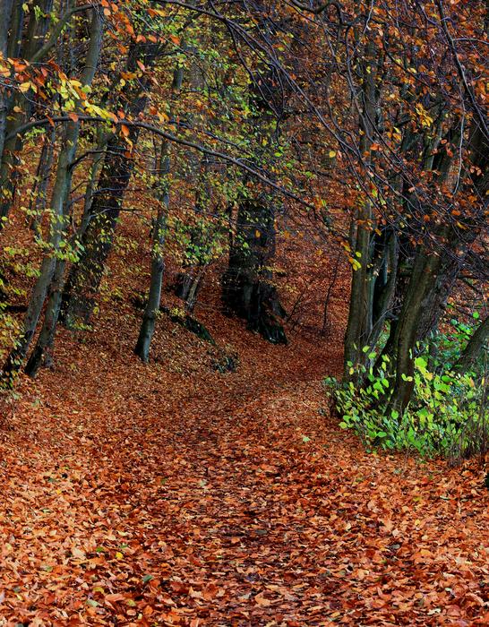 Forest Autumn Foliage